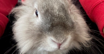 célia pet sitter à MONTPELLIER 34090_1