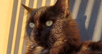 matheo pet sitter à Belley 01300_2