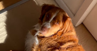 emilie pet sitter à WATTIGNIES 59139_2