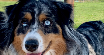 carla pet sitter à ST BONNET EN BRESSE 71310_0