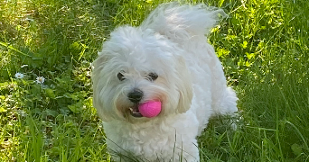 murielle manoline pet sitter à BOURGES 18000_1