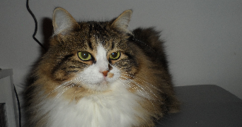 lilou pet sitter à LA ROCHE SUR FORON 74800_0