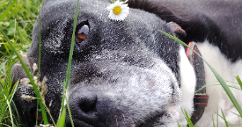 sandrine pet sitter à LAXOU 54520_7