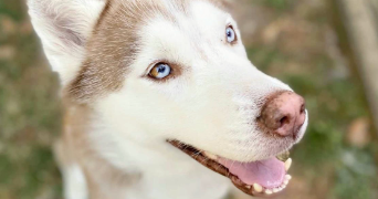 charlene pet sitter à Lormont 33310_1