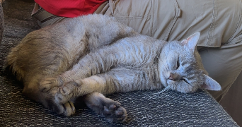 laurie pet sitter à Messimy sur saone 01480_4