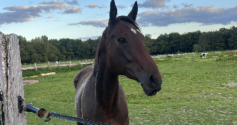 alexia pet sitter à SOISY SUR SEINE 91450_1