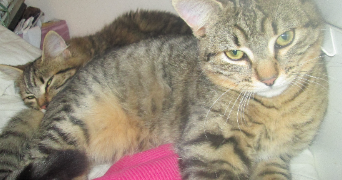 steven pet sitter à PLOUDALMEZEAU 29830_4