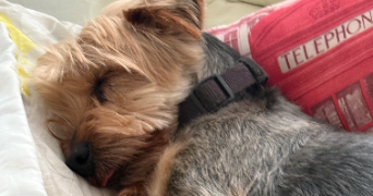 morgane pet sitter à BOUGUENAIS 44340_2