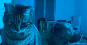 marion pet sitter à MOUSSY LE NEUF 77230_4