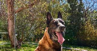 naïs pet sitter à LAGARDELLE SUR LEZE 31870_5