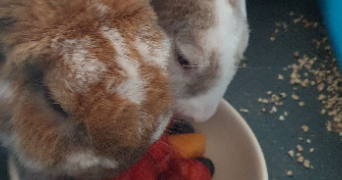 cindy pet sitter à ST PIERRE EN FAUCIGNY 74800_0