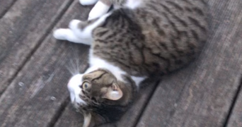justine pet sitter à GEISPOLSHEIM 67118_8