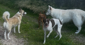 emeraude pet sitter à LA ROCHELLE 17000_12