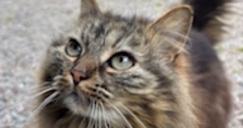lara pet sitter à VILLENEUVE EN RETZ 44580_1