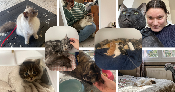 marine pet sitter à FELINES 07340_1