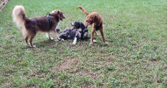 camille pet sitter à Châteauroux 36000_8