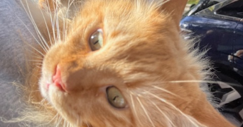 chloé pet sitter à SCEAUX 92330_0