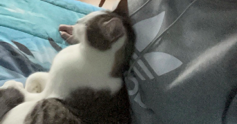 chloé pet sitter à CLAMART 92140_6