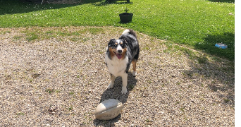 carlo et pet sitter à MAZAUGUES 83136_6