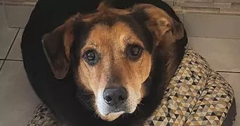 melina pet sitter à FOUGEROLLES ST VALBERT 70220