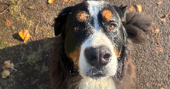 alexia pet sitter à DOUDEVILLE 76560_1