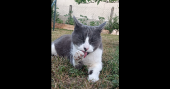 louise pet sitter à PARIS 16 75016_1