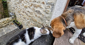 emeline pet sitter à ASNIERES SUR SEINE 92600_5