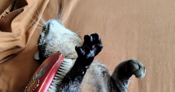 nicole cat sitter à Le Chesnay-Rocquencourt 78150_8