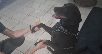 aline pet sitter à LE PETIT QUEVILLY 76140_2