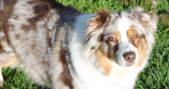 christine pet sitter à COULANGES 03470_0