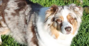 christine pet sitter à COULANGES 03470