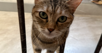 emilie pet sitter à VALREAS 84600_6