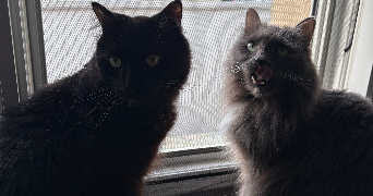 léna pet sitter à CHAMPIGNEULLES 54250_2