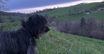 angélique pet sitter à Grammond 42140_4