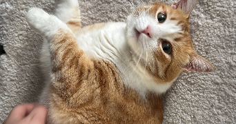aulona pet sitter à VILLAGE NEUF 68128_4