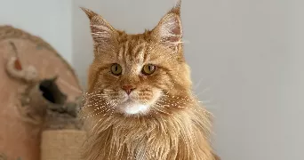 angelina pet sitter à PONTOISE 95300