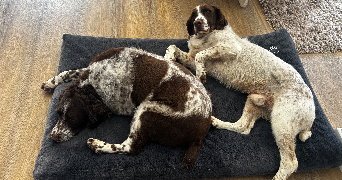 marie pet sitter à VILLEURBANNE 69100_1