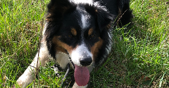 mélody pet sitter à LIMOGES 87100_7