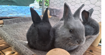 joséphine pet sitter à FONTAINE 38600_2