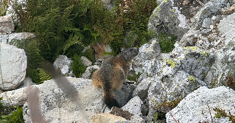 otthylie pet sitter à BRIVE LA GAILLARDE 19100_0