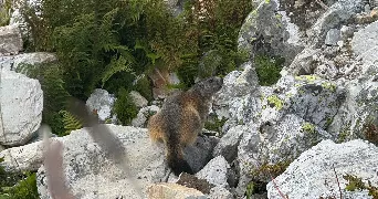 otthylie pet sitter à BRIVE LA GAILLARDE 19100