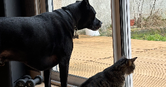 chloe pet sitter à BEAUCHAMP 95250_2