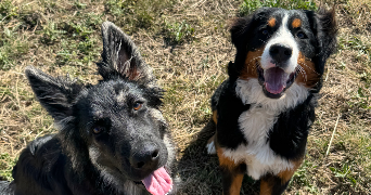 zoé pet sitter à Dompierre sur Yon 85170_10