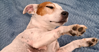 martine pet sitter à Orly 94310_4