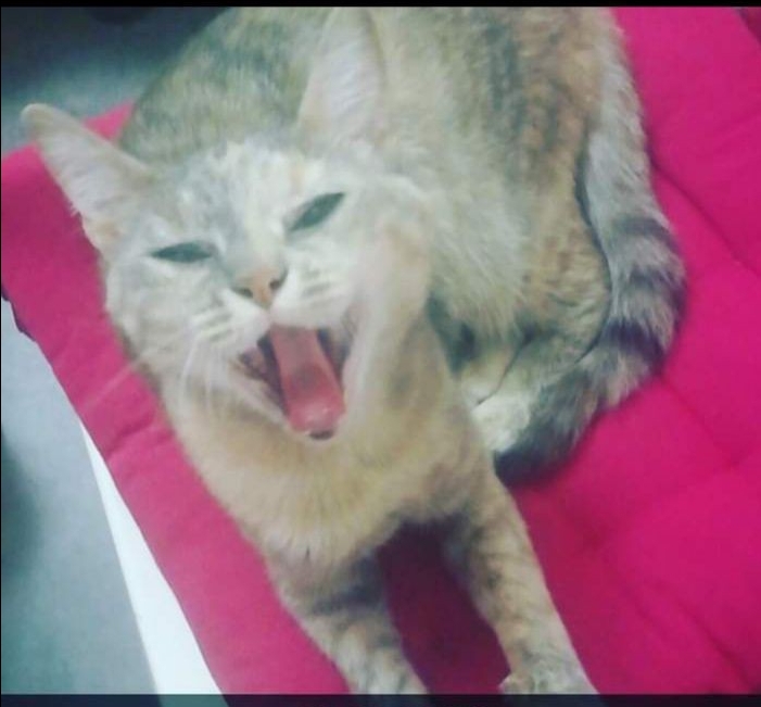 agnès  pet sitter à BELMONT D AZERGUES 69380_2