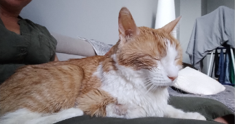 sabrina pet sitter à CARRIERES SOUS POISSY 78955_0
