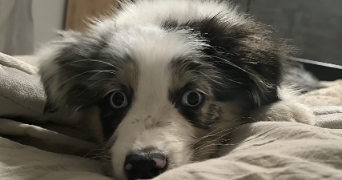 axelle pet sitter à JOUY EN JOSAS 78350_1