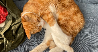 antoine pet sitter à MONT ST AIGNAN 76130_2