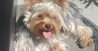 veronique pet sitter à Verneuil-sur-Seine 78480