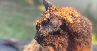 ana pet sitter à VERNAISON 69390_3